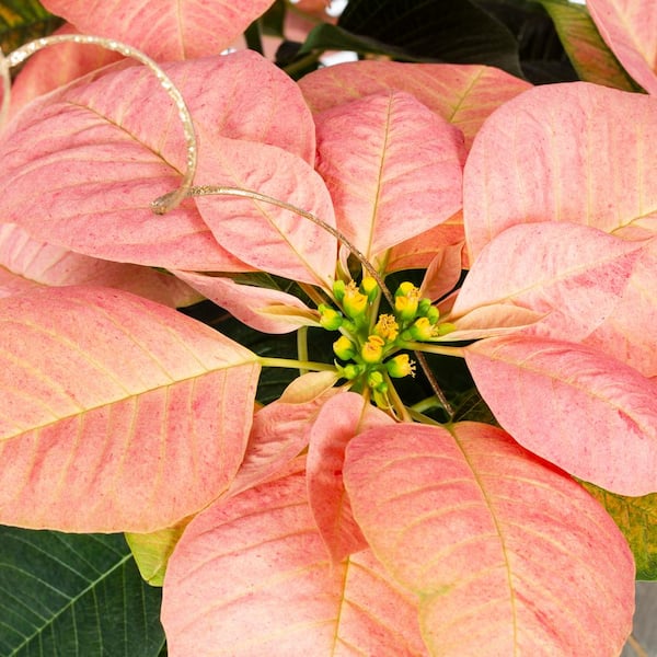 Vigoro 2 Qt. Viking Cinnamon Poinsettia with Deco Pot 4408 - The Home Depot