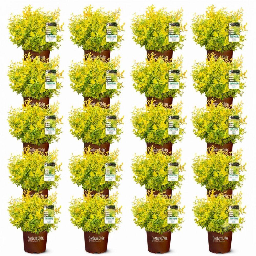 2.5 Qt. Sunshine Ligustrum, Evergreen Shrub, Bright Golden-Yellow Foliage (20-Pack) price history on PriceWatchPro