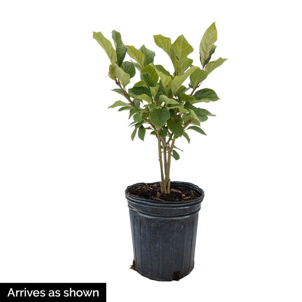 Mandarin Lights Orange Flowering Azalea Bush in 1-Gallon Pot