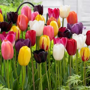 12/+ cm Bright Sunshine Mix Single Late Tulip Flower Bulbs (Bag of 50)