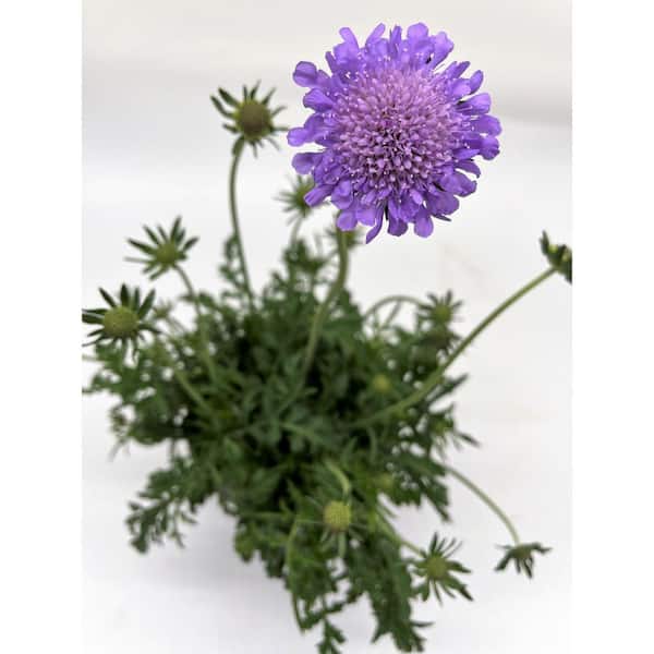 Scabiosa (Pincushion Flower) – CSG Flower Sale