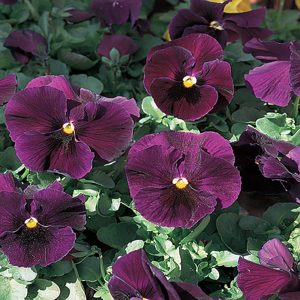 4 in. Matrix Purple Pansy Plant (6Pack) 6126 The Home Depot