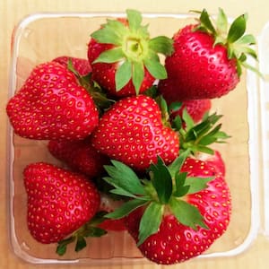 Keepsake Junebearing Stawberry, Dormant Bare Root Starter Plants (10-Pack)