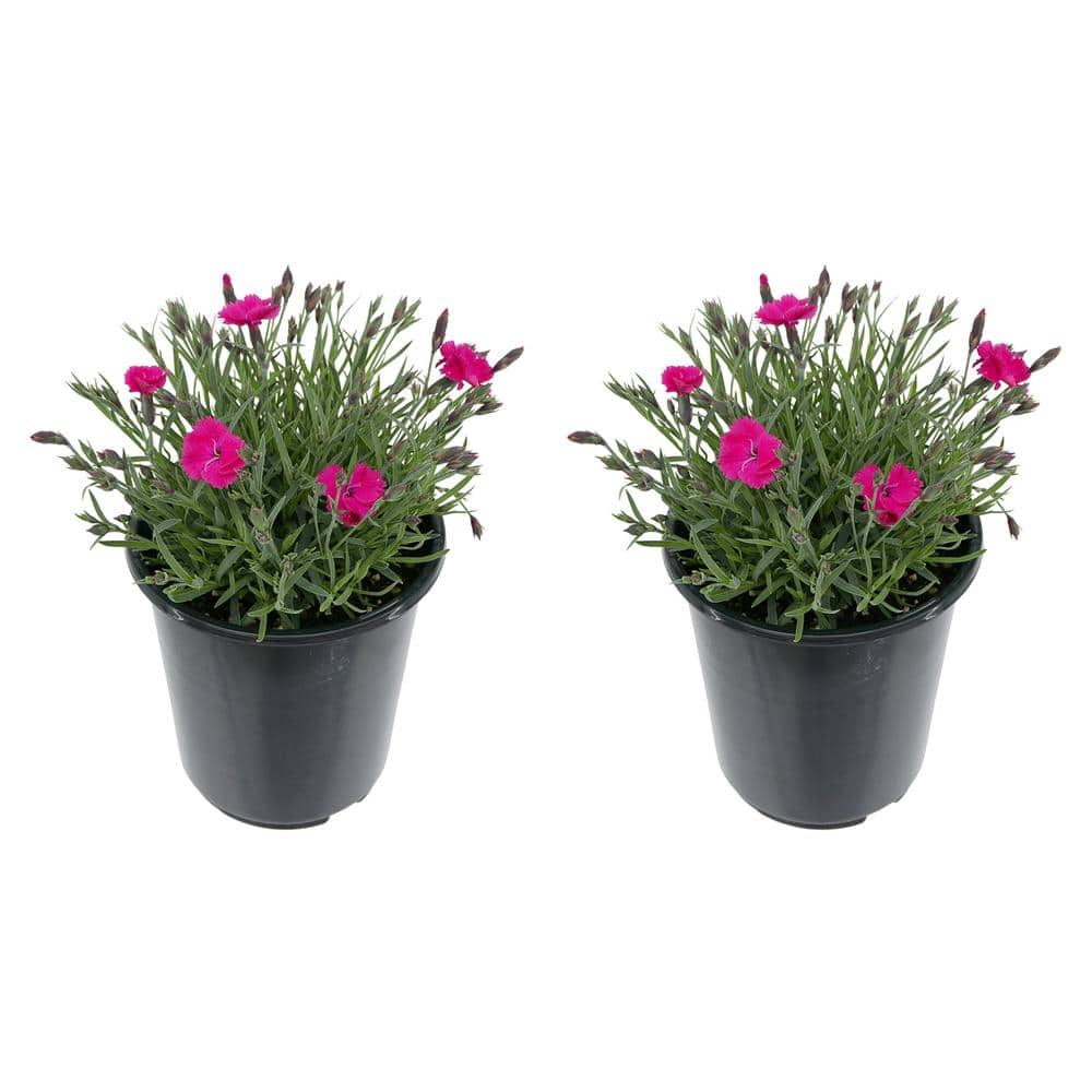1.0 qt. Dianthus Bright Lights Perennial Plant with Hot Pink Flowers-(2-Pac