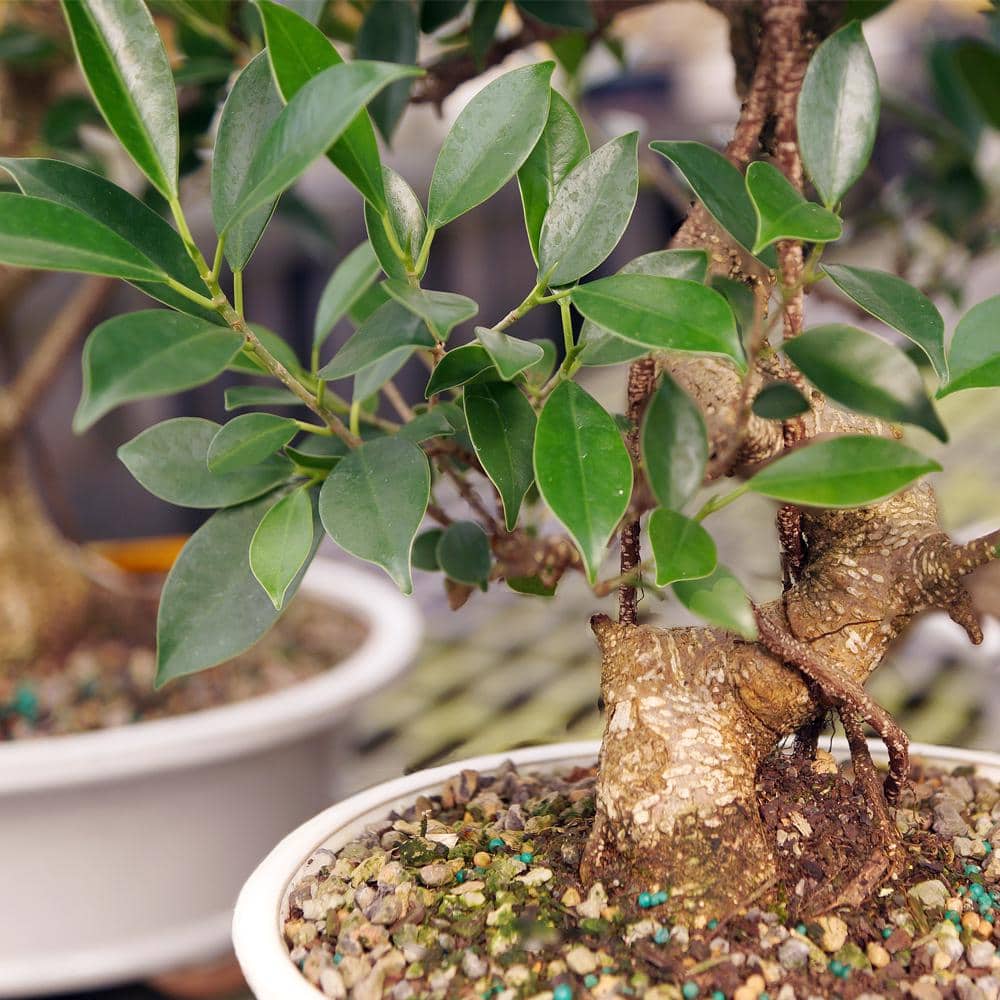 Golden Gate Ficus Bonsai in Assorted Clay Container