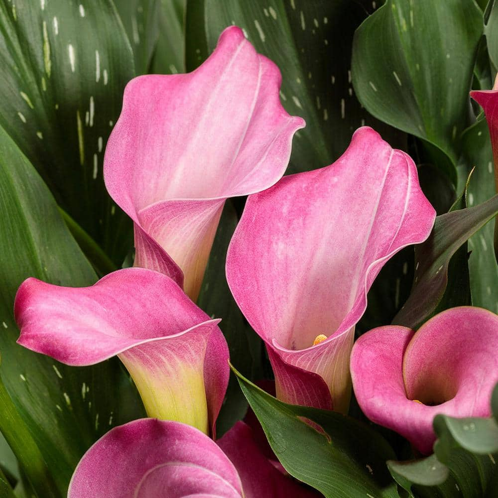 PROVEN WINNERS 6.5 in. Be My First Love Calla Lily Hybrid Live Annual ...