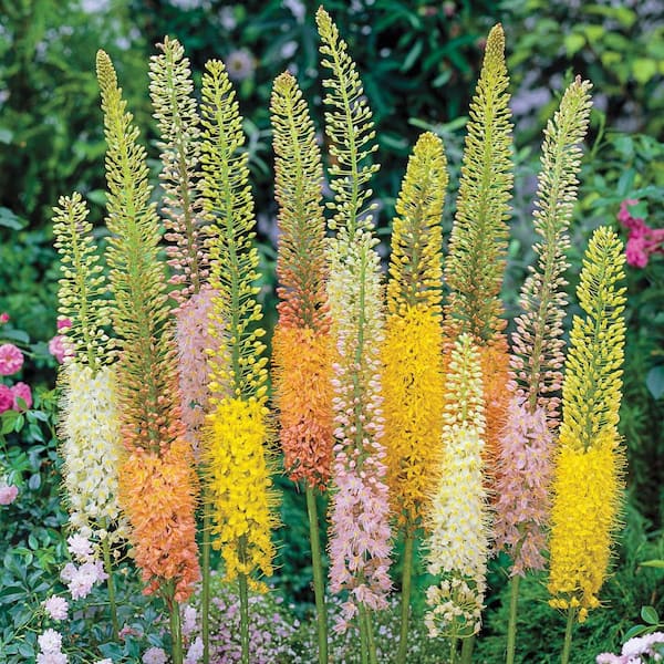 Breck's Foxtail Lily (Eremurus) Bulbs (3-Pack)