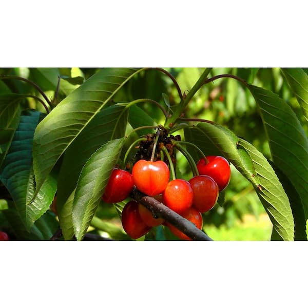 Online Orchards Royal Ann Cherry Tree - Up to 50 lbs. Of Sweet