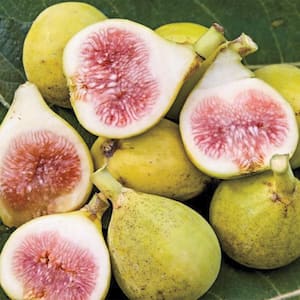 3 Gal. Pot, Hunt Fig Tree, Live Deciduous Fruit Bearing Tree (1-Pack)