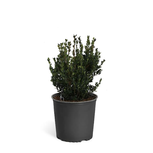 3 Gal. Wintergreen Boxwood Shrub