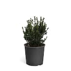 3 Gal. Wintergreen Boxwood Shrub