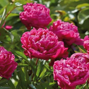 Peonies Bulbs Karl Rosenfield (Set of 3 Roots)