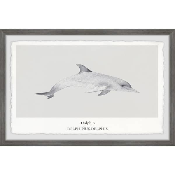 Unbranded "Delphinus Delphis" by Marmont Hill Framed Animal Art Print 20 in. x 30 in.