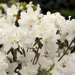 2.5 Quart Azalea 'Snow' - Flowering Shrub with White Flowers