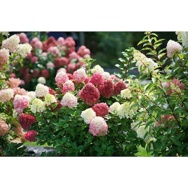 PROVEN WINNERS 1 Gal. Little Lime Punch Panicle Hydrangea (Paniculata) Live Plant, Shrub, Green, White, and Pink Flowers