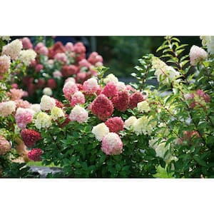 4.5 in. Quart Little Lime Punch Panicle Hydrangea (Paniculata) Live Plant, Shrub, Green, White and Pink Flowers