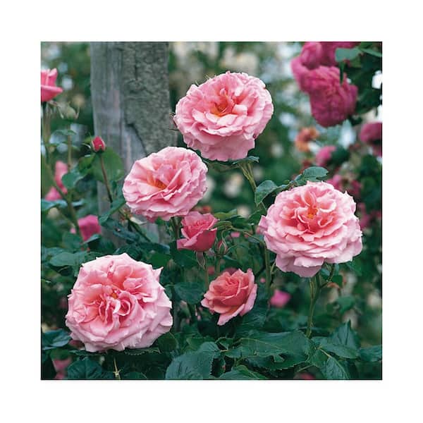 Lovely Rose Climber or Trimmed as a Center Piece Pink Aloha Climbing Rose Live Plant Gift 2 Gal Size