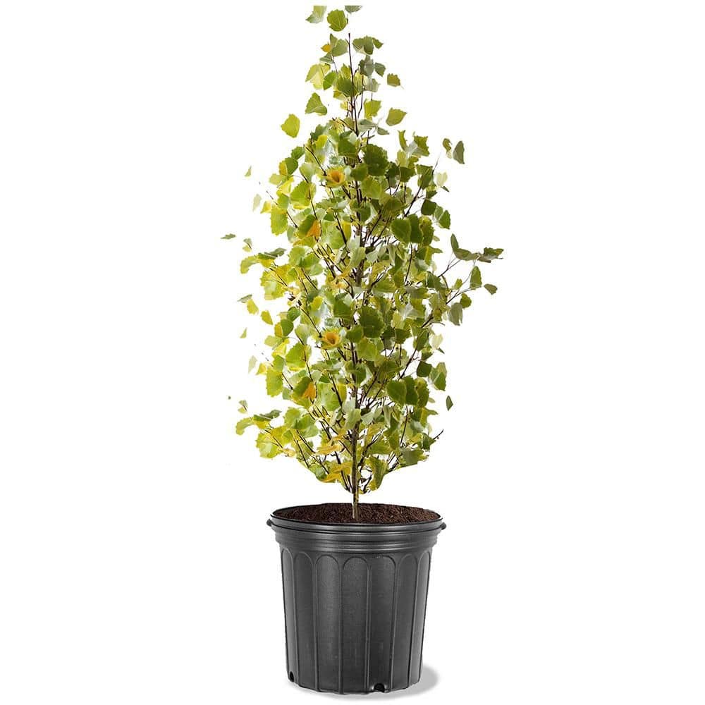 5 gal. Rocky Mountain White Trembling Quaking Aspen Deciduous Tree