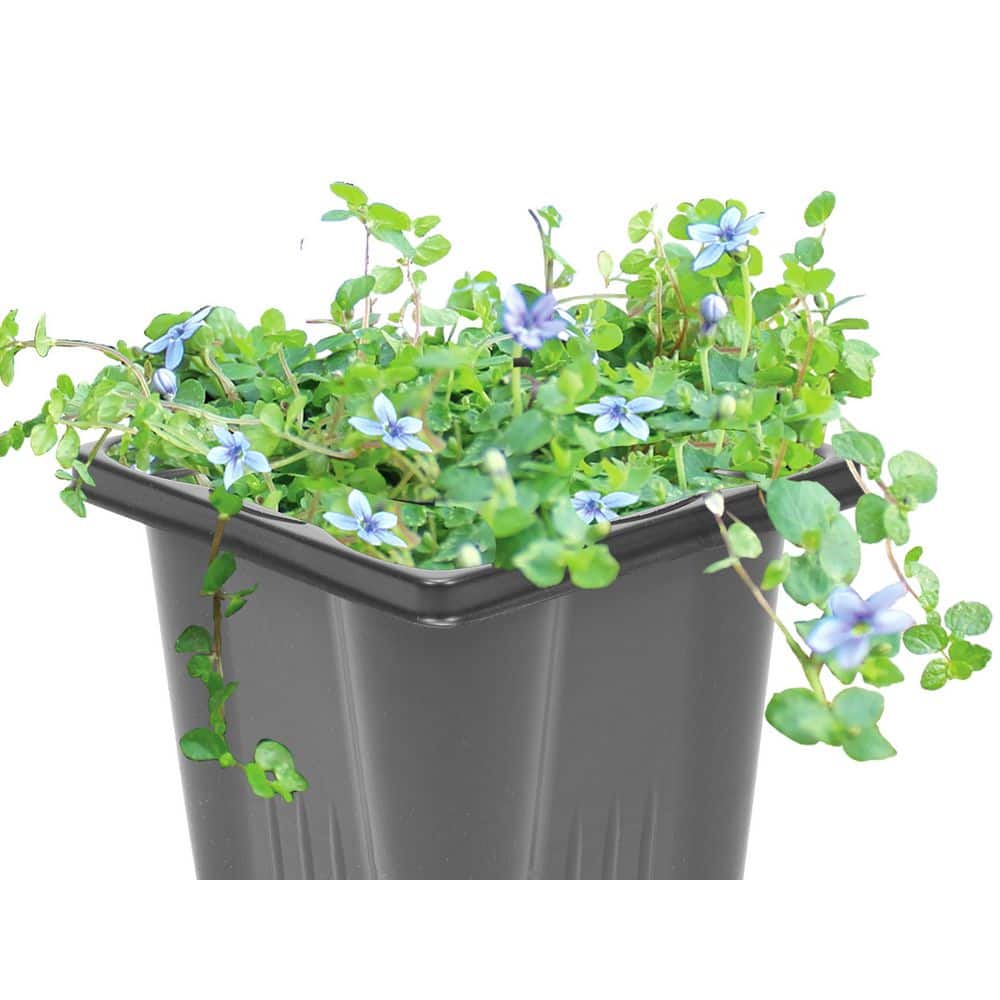 6-PK Perennial Isotoma Blue Star Groundcover with White Flowers  1-Pack
