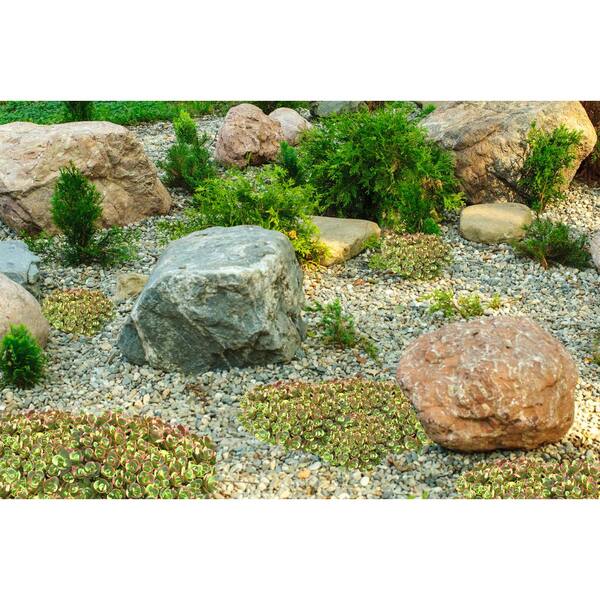 2.5 qt. Sedum Lime Zinger Perennial Plant with Pink Flowers - (2