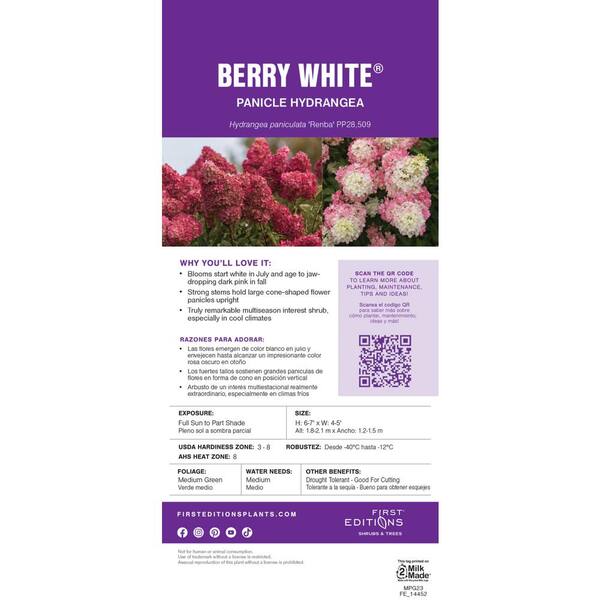 FIRST EDITIONS 3 Gal. Berry White Hydrangea Flowering Shrub
