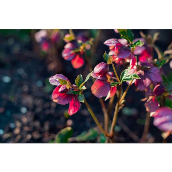 1 gal. Pippa's Purple Hellebore Live Flowering Part Sun Perennial Plant with Purple-Pink Flowers