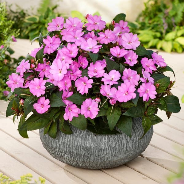 2.5 In. Vigorous Lavender Splash SunPatiens Impatiens Outdoor Annual Plant with Purple Flowers in Grower's Pot (3-Pack)