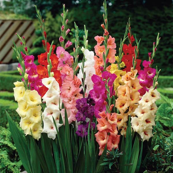 VAN ZYVERDEN Van Zyverden Gladiolus Large Rainbow Mixed Set of 12 Bulbs