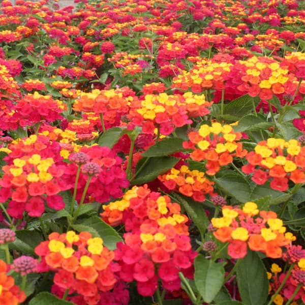 national PLANT NETWORK 2.5 in. Lantana Bloomify Red Plant (3-Pack