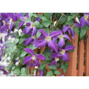 4.5 in. Qt. Happy Jack Purple (Clematis) Live Shrub, Purple Flowers