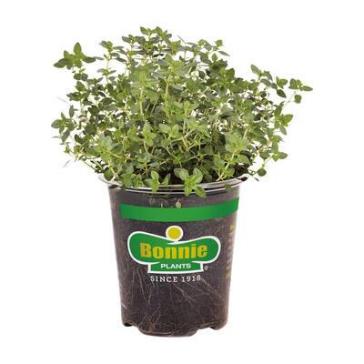 Herb Plants - Edible Garden - The Home Depot