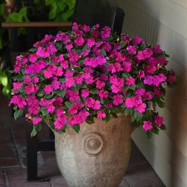 ALTMAN PLANTS Blue-Purple Impatiens Outdoor Garden Annual Plant in 2.5 qt. Grower Pot