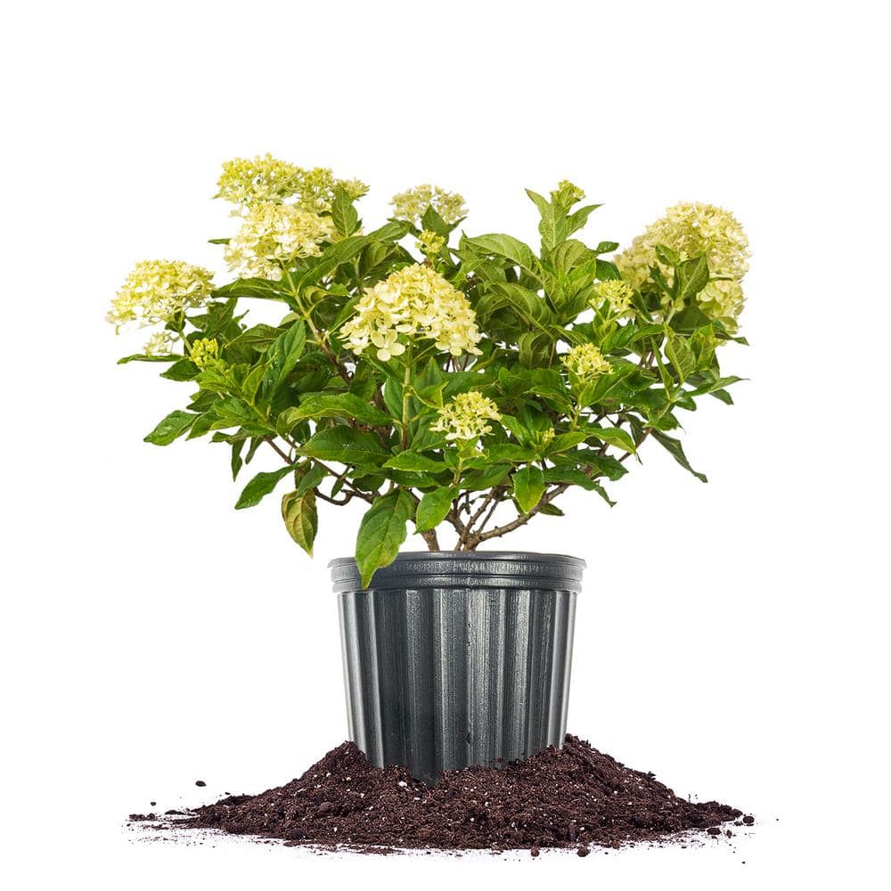Limelight Hydrangea Bush in 3 Gal. Growers Pot, Large Reblooming Flower Cl