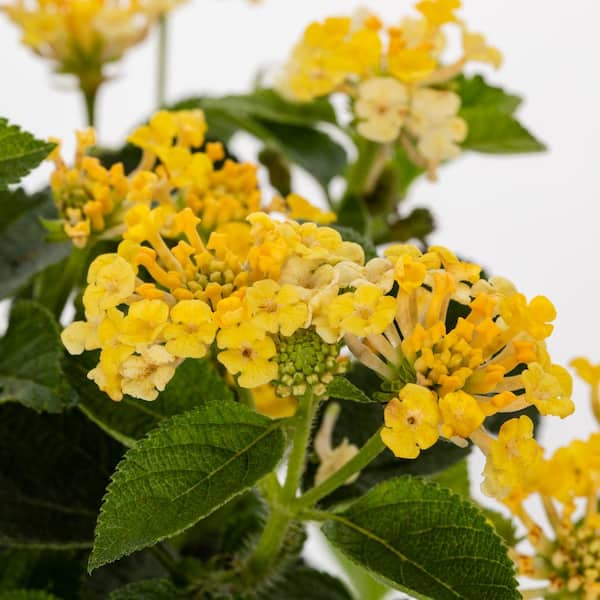 Vigoro 1.5 PT Lantana 'Bandana Lemon Zest' Yellow Annual Plant