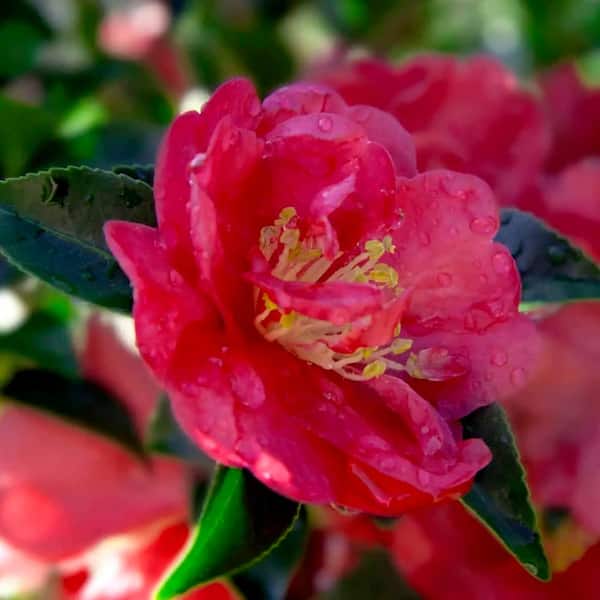 2.5 Qt. October Magic Rose Camellia(sasanqua) - Live Evergreen Shrub with Salmon-rose Blooms