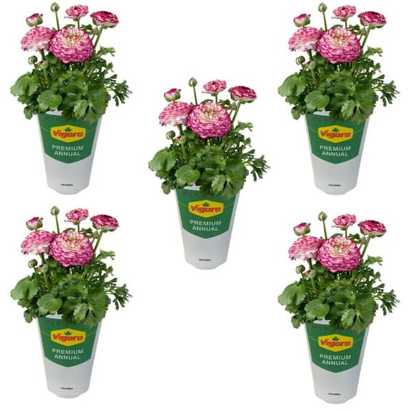 Vigoro 1 Qt. Ranunculus Annual Plant with Violet Bicolor Flowers (5 ...