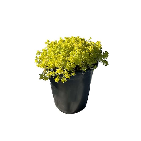 Gold Moss Sedum Plants Pet-Safe Spreading in Pots (1-Pack)