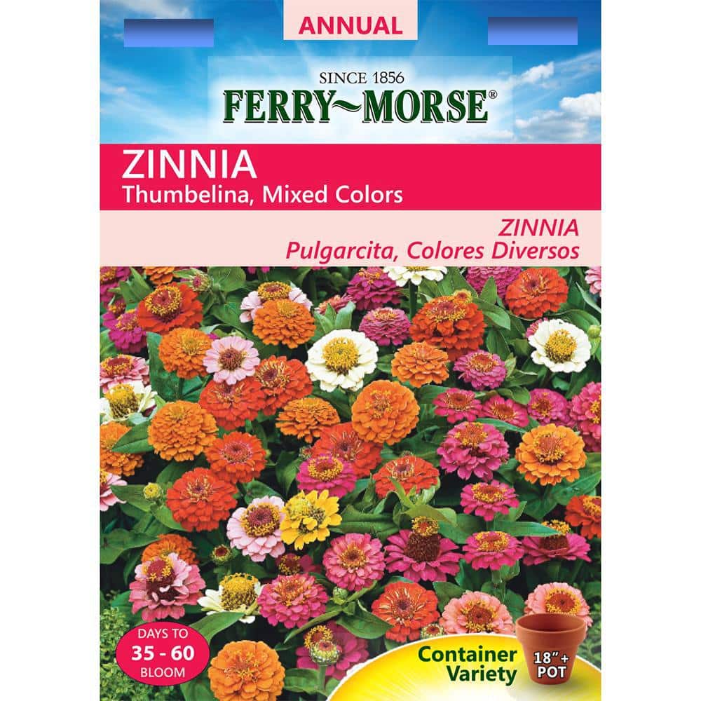 50 Seeds Zinnia Thumbelina Mix Heirloom Seeds Flower Seeds Flower Mix Dwarf Flowers Mixed Zinnia Non-Hybrid,