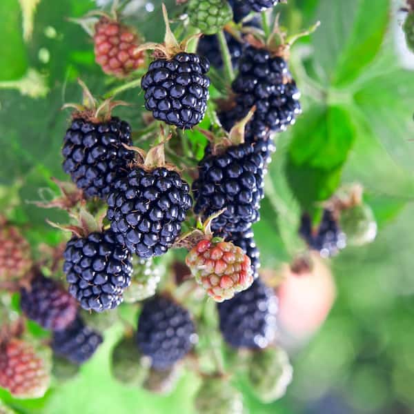 Perfect Plants Apache Blackberry in 1 Gal. Growers Pot Fruit