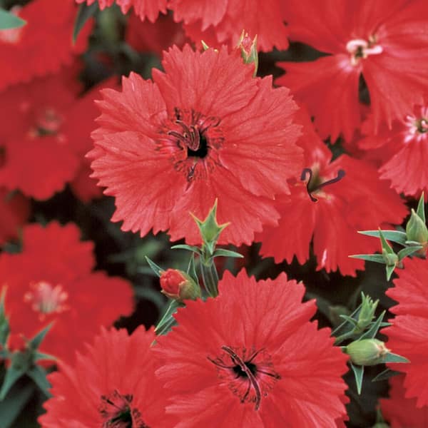 METROLINA GREENHOUSES #5 1 Qt. Fire Star Red Dianthus Plant