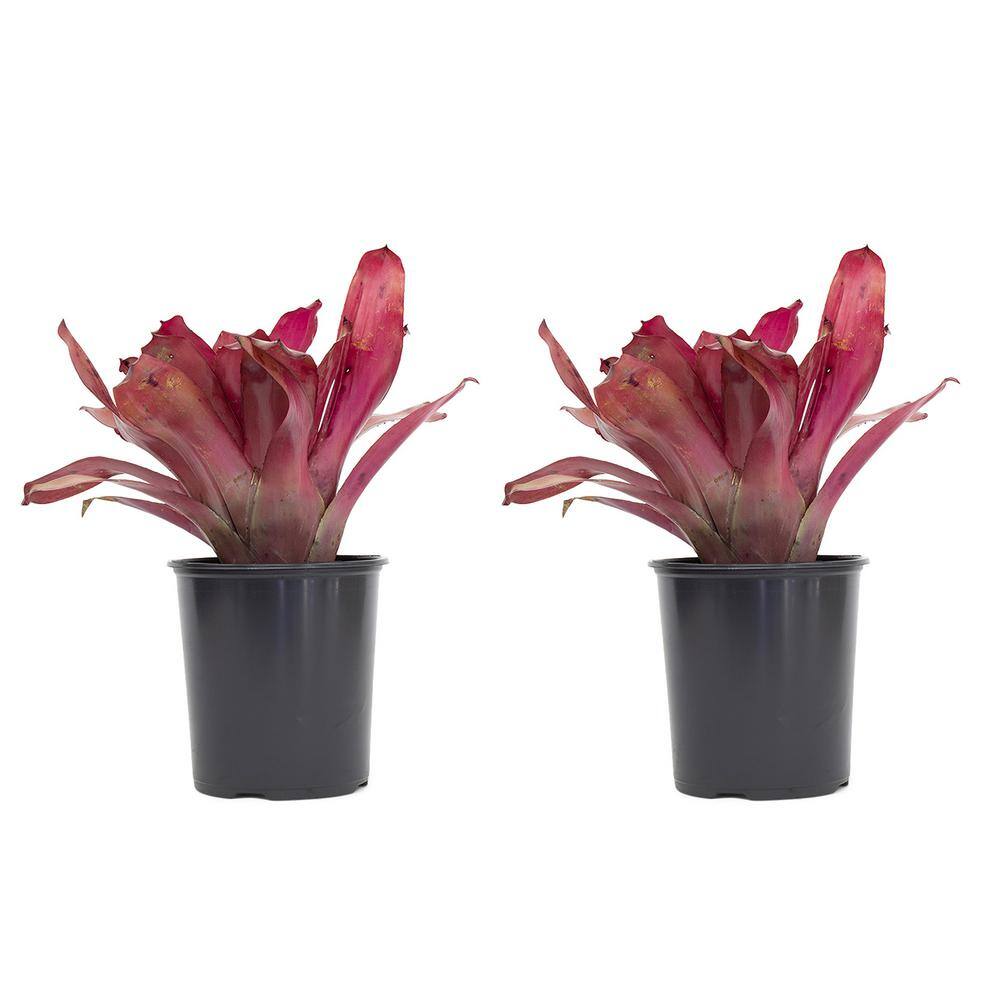 1 Gal. Bromeliad Neoregelia Voo Doo Doll in Grower's Pot (2-Packs) price history on PriceWatchPro