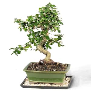 Fukien Tea Bonsai Tree Indoor Plant in Ceramic Bonsai Pot Container, 14 Years Old, 14 to 20 in.