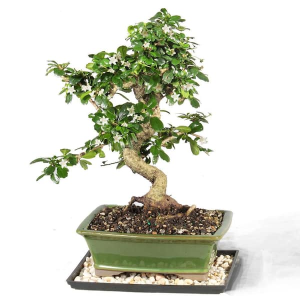 Brussel's Bonsai Fukien Tea Bonsai Tree Indoor Plant in Ceramic Bonsai Pot Container, 14 Years Old, 14 to 20 in.