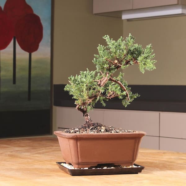 brussel's BONSAI Green Mound Juniper Bonsai Outdoor Plant in