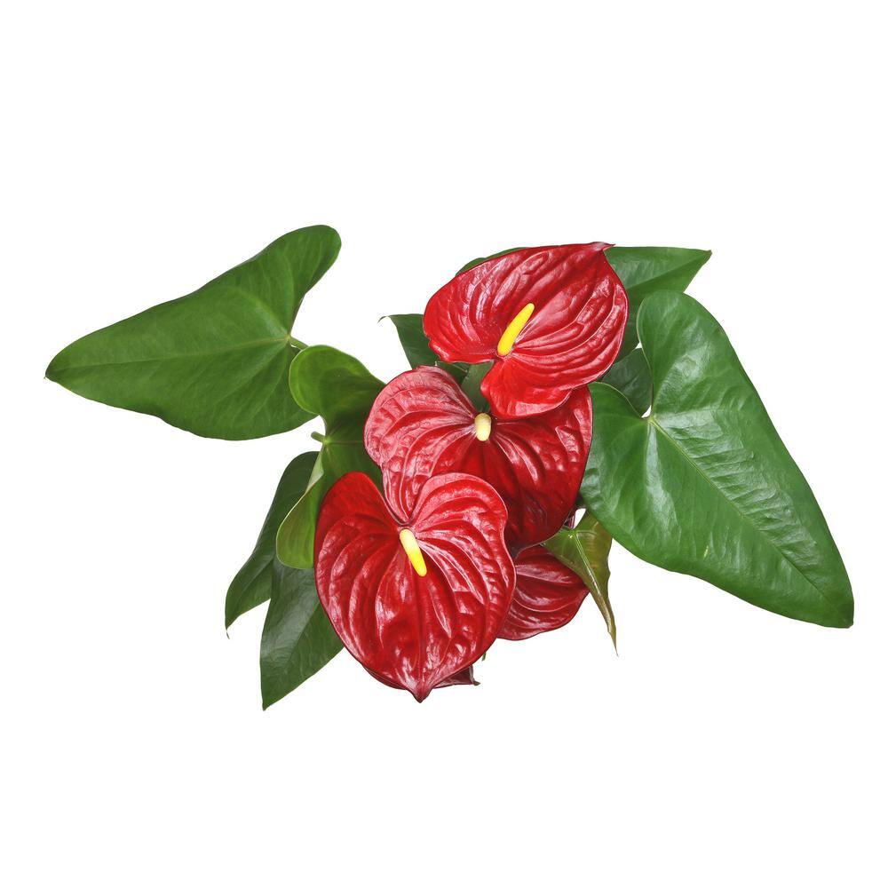 Large Anthurium Red Flamingo Flower in Red Planter