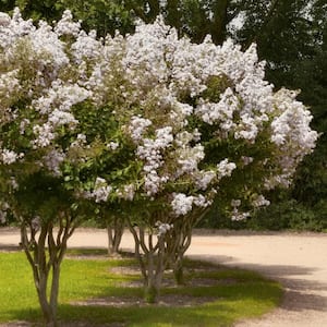 3 gal. Crape Myrtle Natchez Shrub with White Flowers