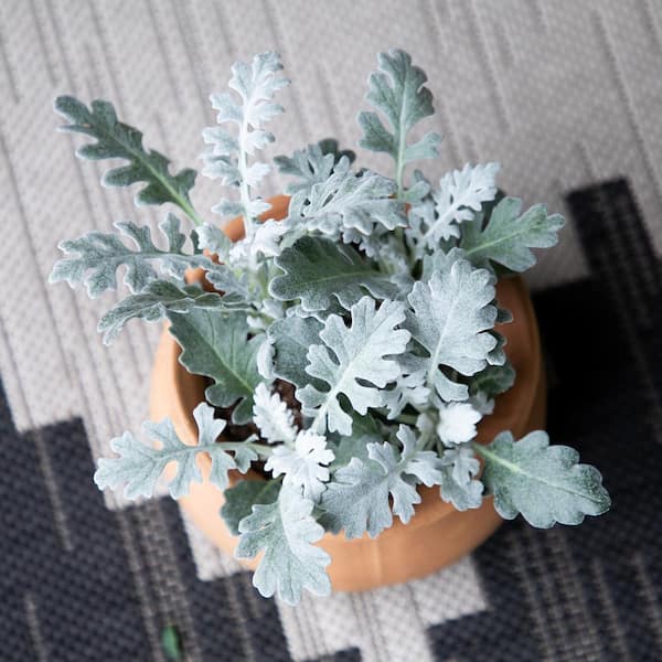 ALTMAN PLANTS - Dusty Miller Silvery-Grey Outdoor Foliage Garden Annual Plants in 4 in. Grower Pots (4-Pack )
