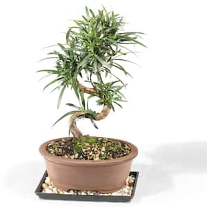 Podocarpus Bonsai Tree Indoor Plant in Ceramic Bonsai Pot Container, 6-Years Old, 6 to 10 in.