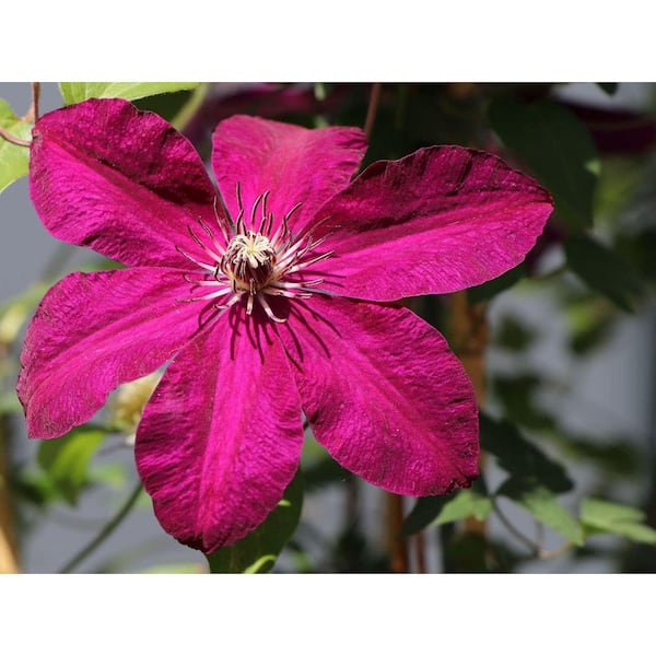 Wekiva Foliage Clematis Westerplatte-5 Live Plants in 4 Inch Growers Pots-Clematis 'Westerplatte '-Beautiful Velvety Red Vine