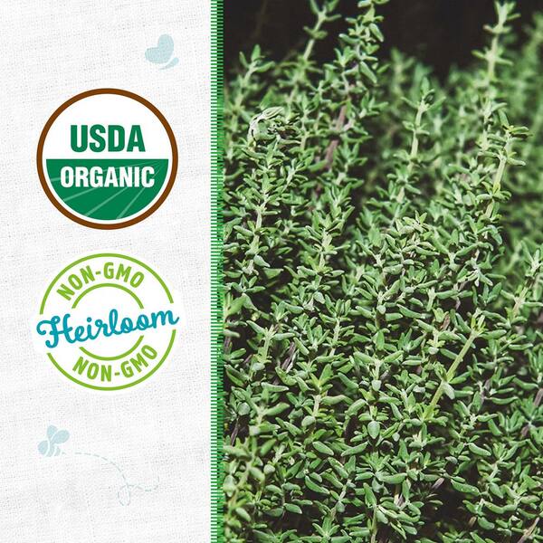 Organic English Thyme Seed (1-Pack)